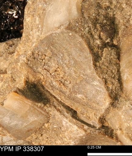 Protocardia subquadrata
