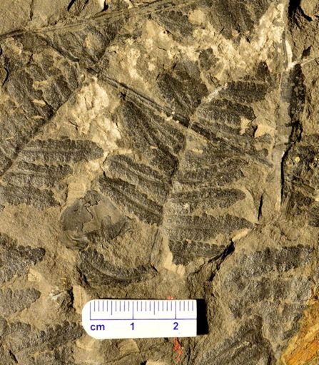 Pecopteris sp.