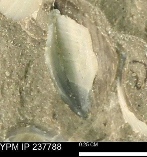 Limopsis striatopunctatus