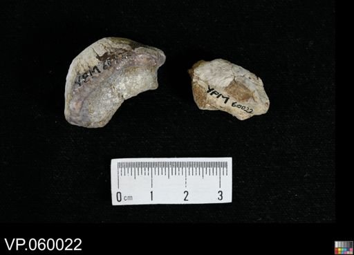 Ptychodus sp.