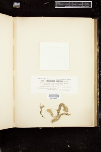 Chlorochytrium archerianum