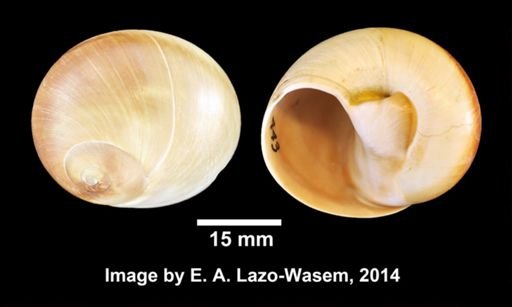 Neverita duplicata