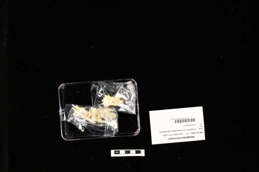 Osteoglossum bicirrhosum