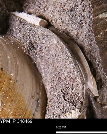 undet. Mollusca