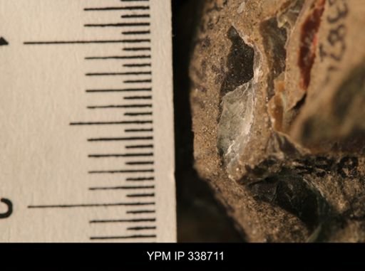 Protocardia subquadrata