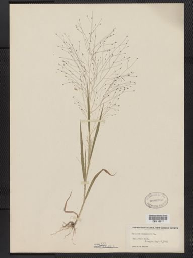 Panicum capillare
