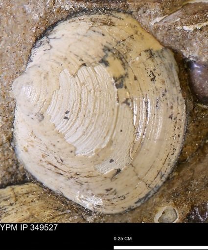 Protocardia?