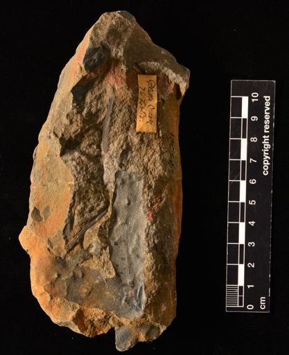 Lygodium kaulfussi