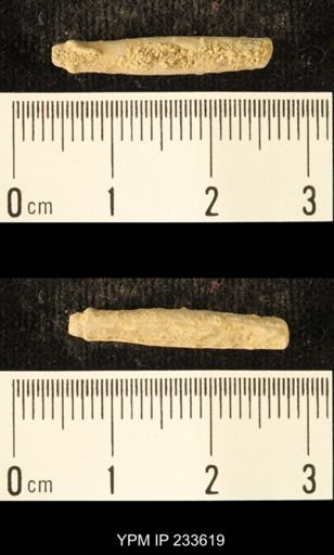 Archaeocidaris sp.