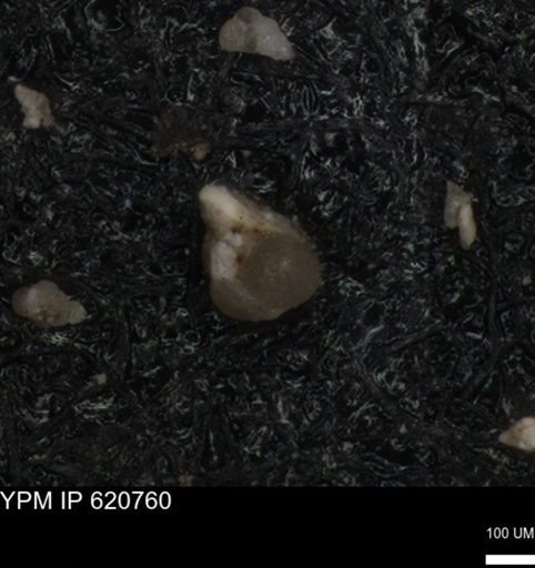 undet. Foraminiferida