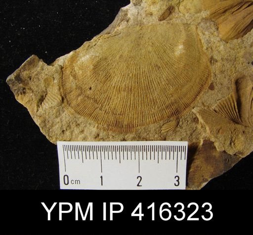 undet. Orthotetida