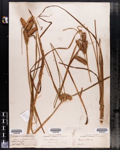 Carex retrorsa