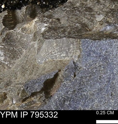 Oxytoma (Hypoxytoma) nebrascana