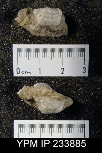 Marginifera wabashensis