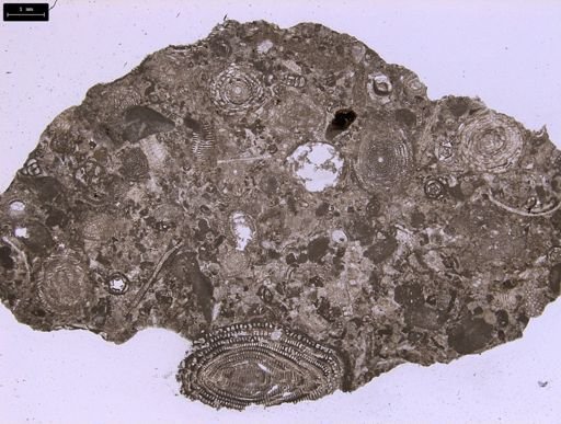 Alveolina subpyrenaica