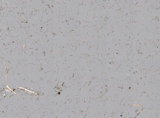 Callyspongia vaginalis