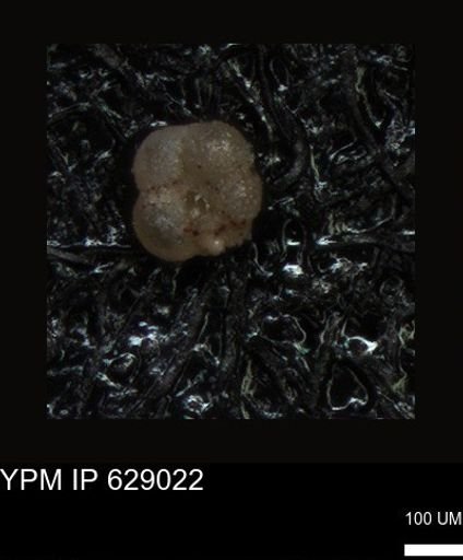 undet. Foraminiferida
