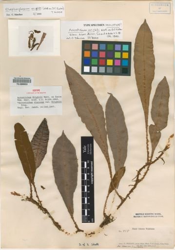 Elaphoglossum wrightii