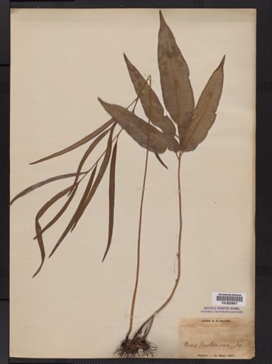 Pteris