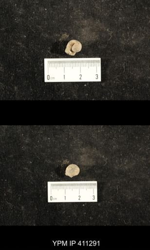 Euphemites carbonarius