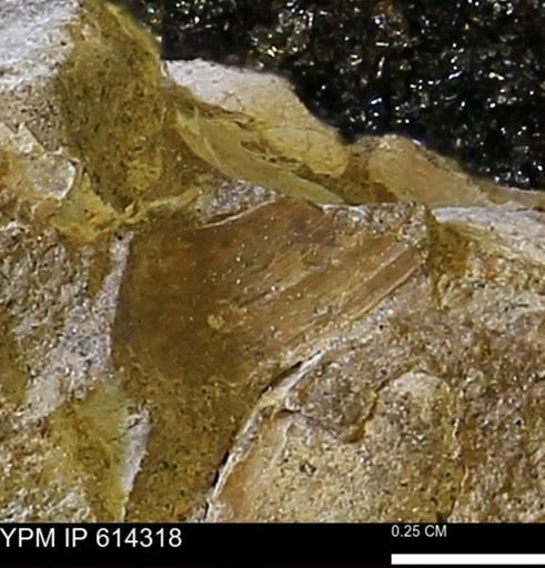 Limopsis striatopunctatus