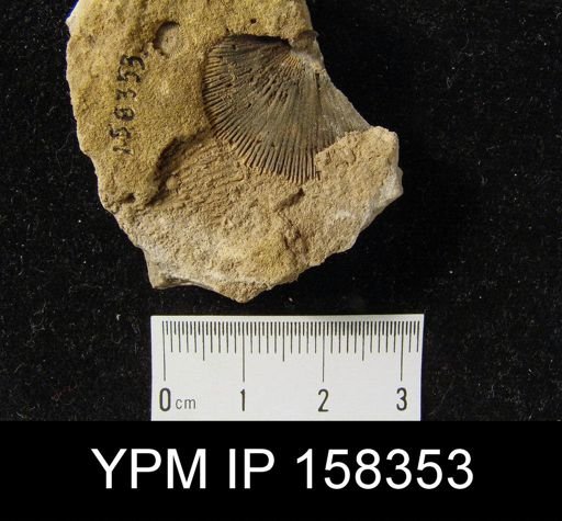 Hipparionyx proximus