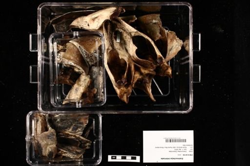Eretmochelys imbricata