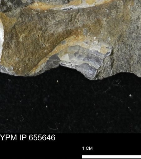 undet. Mollusca