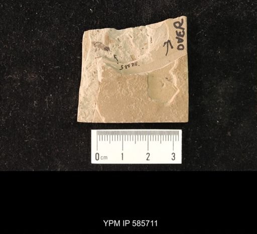 undet. Blattodea