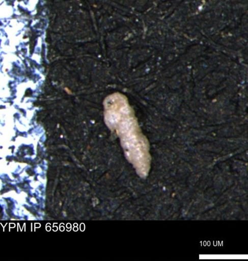 Verneuilinoides kansasensis