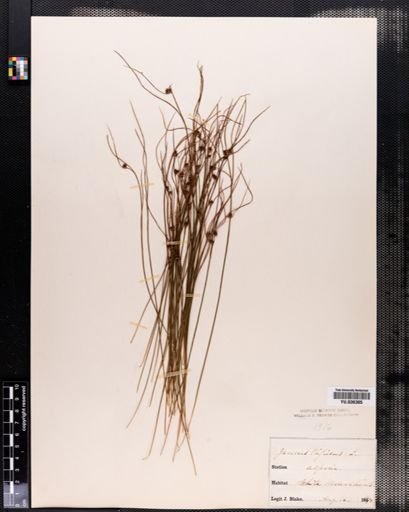 Juncus trifidus