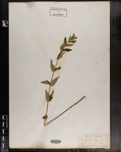 Plantae