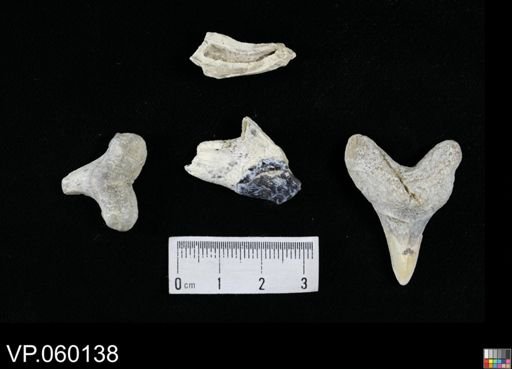 Cretoxyrhina mantelli