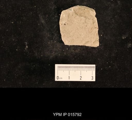 Liomopterum ornatum