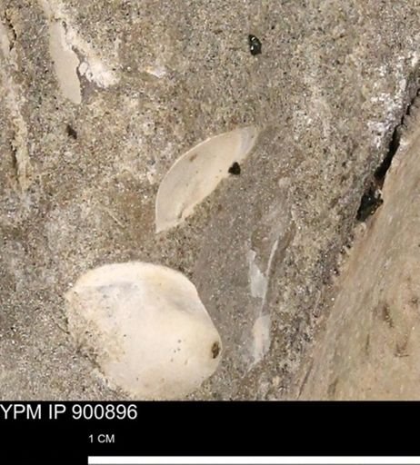 undet. Bivalvia