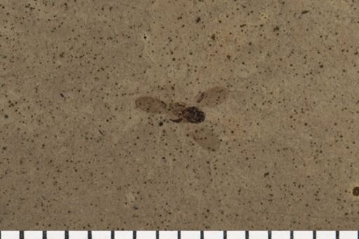 Chalcidoidea?