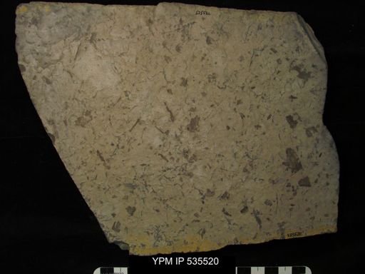 undet. Eurypterida