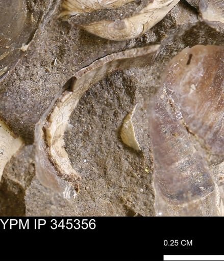 undet. Bivalvia