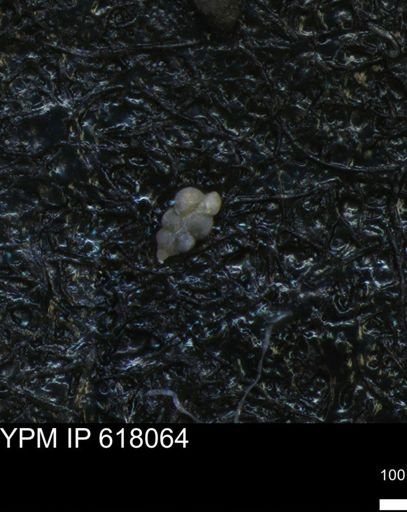 undet. Heterohelicidae