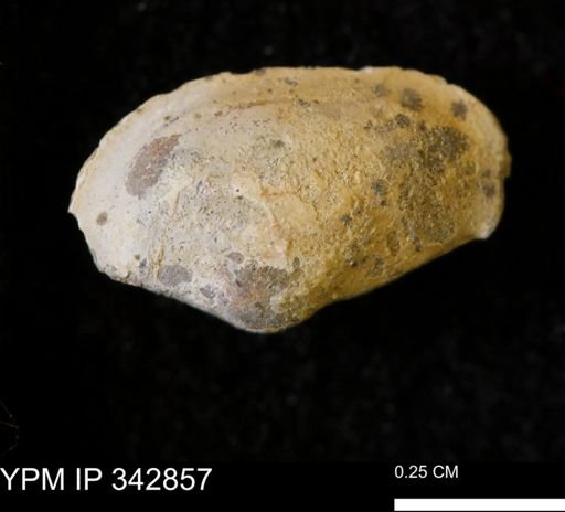 Nuculana sp.