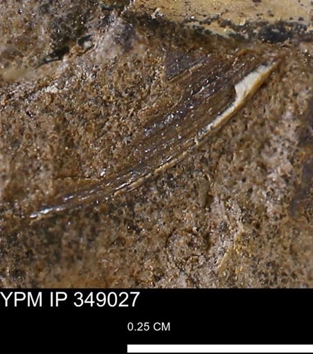 undet. Bivalvia