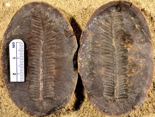 Pecopteris sp.