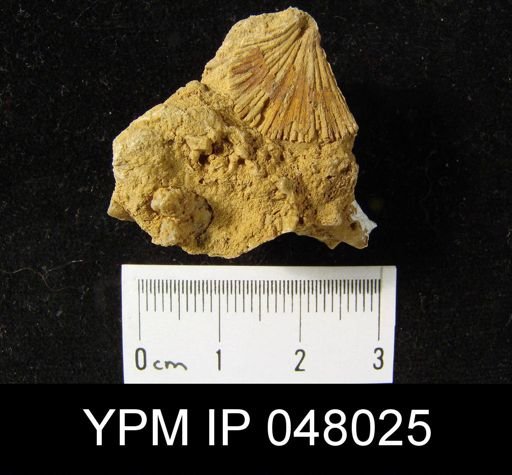 Schizoramma fissiplicata