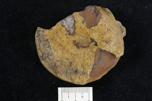 Pygocephalus gracilis