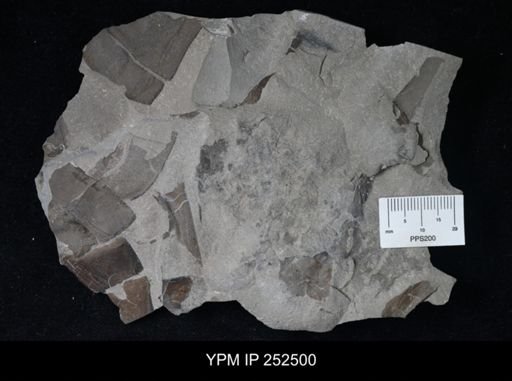 undet. Eurypterida