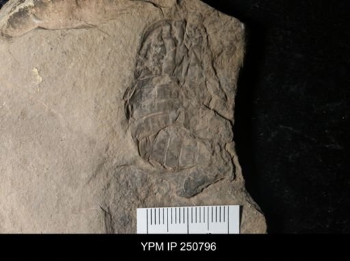 Eurypterus remipes remipes