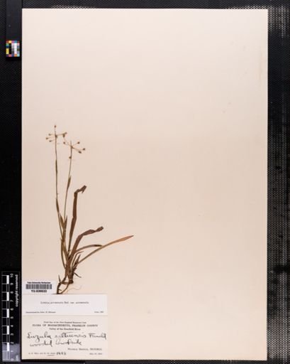 Luzula acuminata