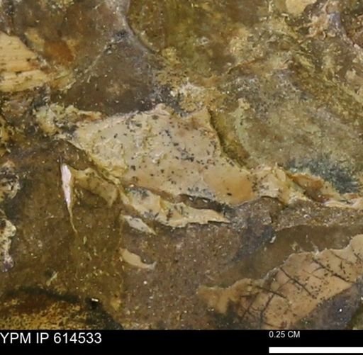 undet. Ammonoidea