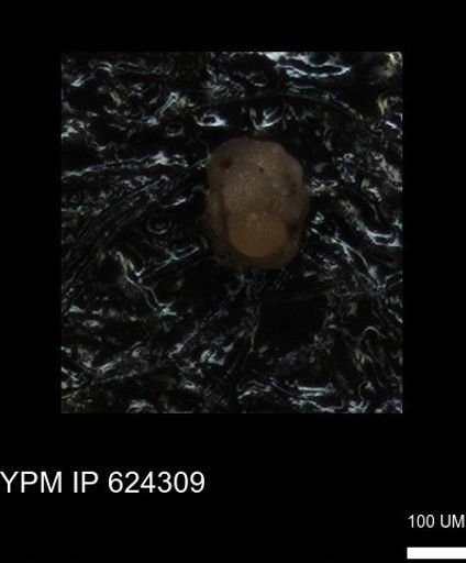undet. Foraminiferida
