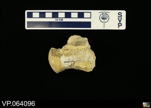 undet. Mosasauridae